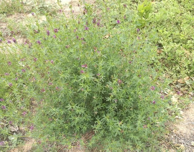 溫帶優質牧草——紫花苜蓿