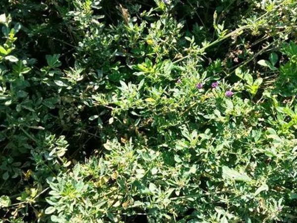 養羊牧草紫花苜蓿種植技術：怎么做可以高產量