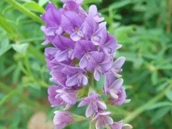 紫花苜蓿最佳種植時間是什么時候?   