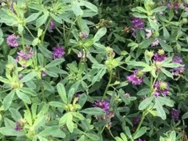 紫花苜蓿最佳種植時間是什么時候?   