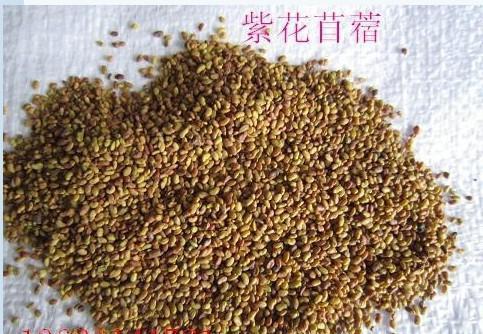 紫花苜蓿的市場(chǎng)批發(fā)價(jià)格以及播種方法