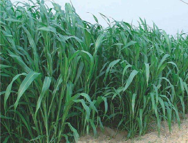 優(yōu)質(zhì)的牧草——蘇丹草，怎么種植可以高產(chǎn)