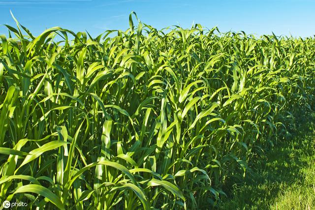 牛羊愛吃的蘇丹草，獲得高產(chǎn)量牧草需要這樣種植