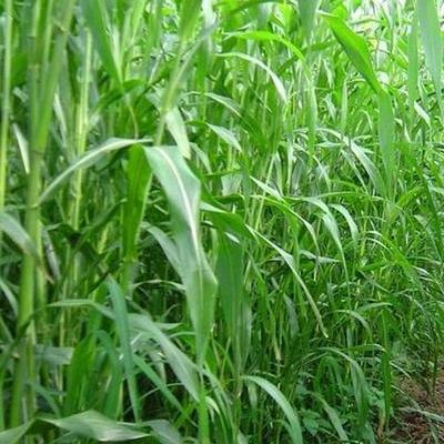 適合草食家畜良好的飼料，高丹草基本介紹