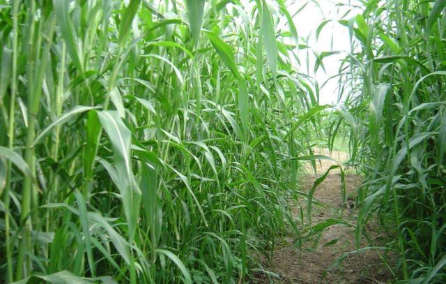 優(yōu)質(zhì)牧草——高丹草，種植高丹草種子如何高產(chǎn)？