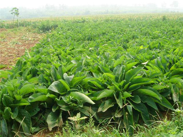 魯梅克斯的前景應(yīng)用，主要特點(diǎn)是什么？