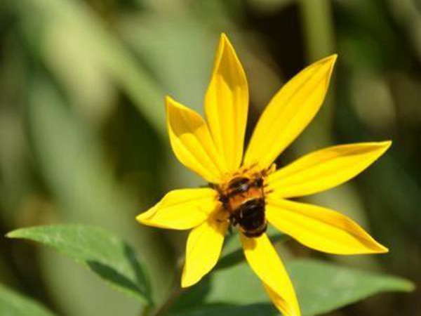 串葉松香飼用價值及方法以及播種技術(shù) 串葉松香飼用價值及方法以及播種技術(shù)