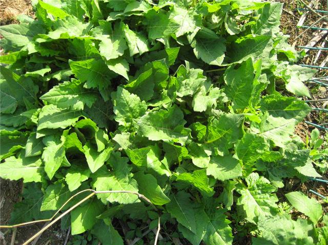 串葉松香草主要價值以及栽培技術介紹