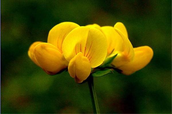 百脈根的主要價值有哪些？有何作用？