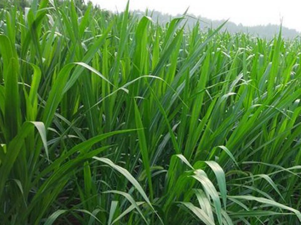 象草栽培技術(shù)與收割利用有那些