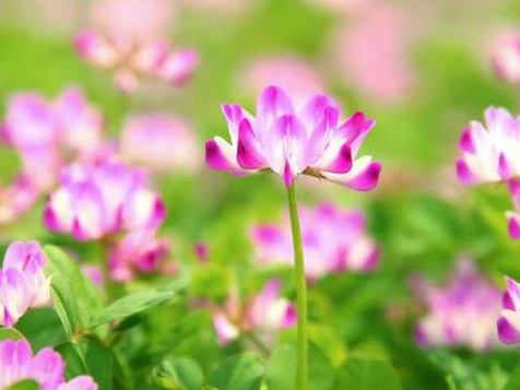 看著很好看的紫云英，紫云英基本介紹