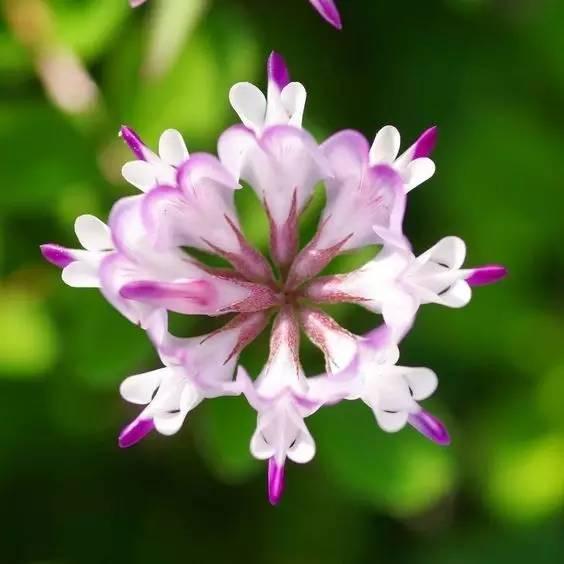 看著很好看的紫云英，紫云英基本介紹