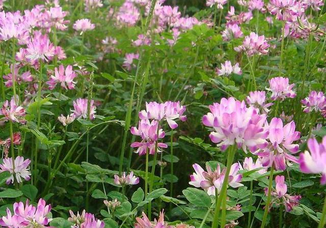 種植紫云英技巧方法,重視蟲害,要想產量高要注意的問題 種植紫云英技巧方法,重視蟲害,要想產量高要注意的問題