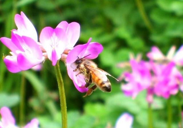 種植紫云英技巧方法,重視蟲害,要想產量高要注意的問題 種植紫云英技巧方法,重視蟲害,要想產量高要注意的問題