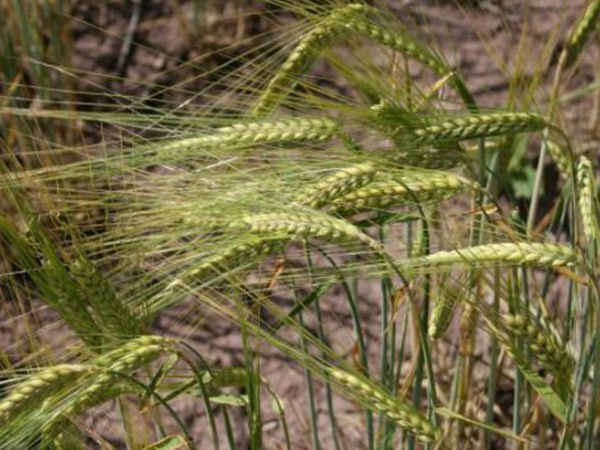 燕麥種植的生長環境是怎樣的？有什么需要注意的？