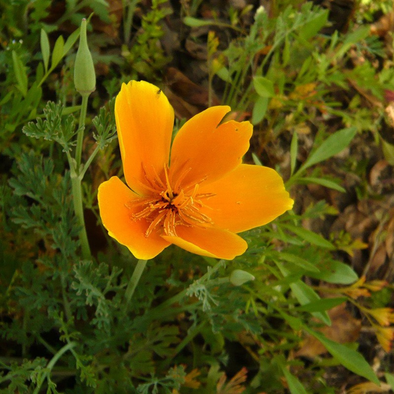 三色旋花 三色旋花