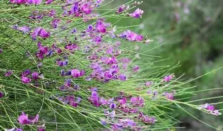 守護沙漠的花姑娘——花棒形態特征以及經濟價值