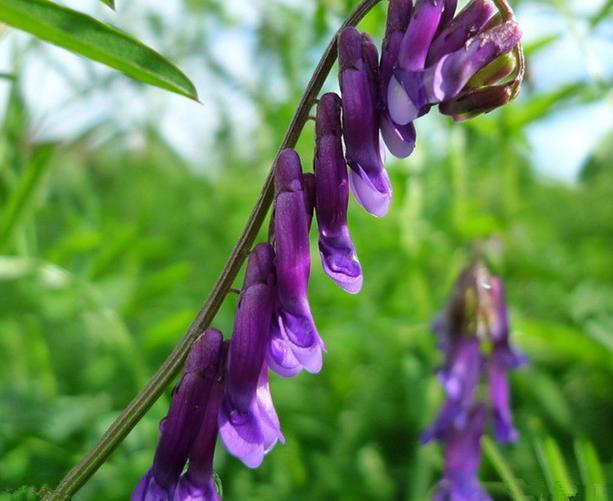 優質養蜂蜜源植物、牧草光葉紫花苕的種植技術 優質養蜂蜜源植物、牧草光葉紫花苕的種植技術