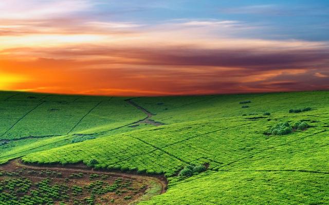 苦蕎種植技術(shù)詳情分析以及處理方法 苦蕎種植技術(shù)詳情分析以及處理方法