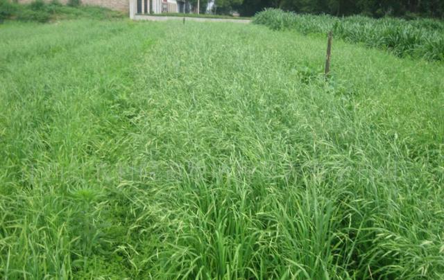 冬牧70黑麥草和黑麥草兩者有什么區別? 冬牧70黑麥草和黑麥草兩者有什么區別?