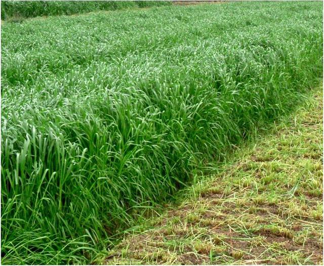 秋冬季節(jié)適合養(yǎng)殖種牧草嗎？種植什么牧草比較好？