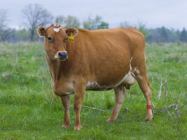 鹽堿地優(yōu)質(zhì)牧草對于肉牛飼養(yǎng)經(jīng)濟(jì)價值