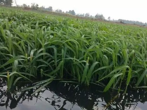 種植小米草的優(yōu)勢在哪里?養(yǎng)殖小龍蝦怎么樣? 種植小米草的優(yōu)勢在哪里?養(yǎng)殖小龍蝦怎么樣?
