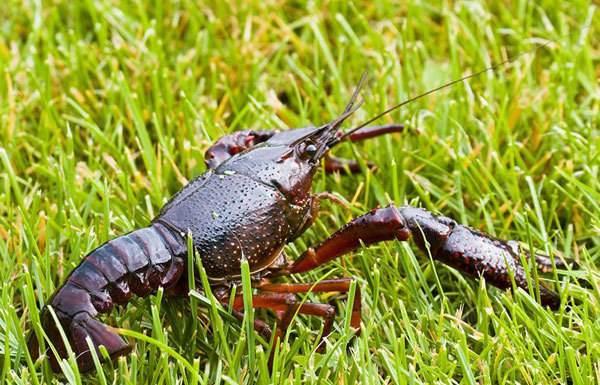 為何小米草成為龍蝦養殖新選擇