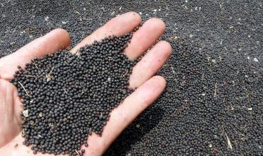 馬上進入秋播季應(yīng)該如何挑選油菜籽? 馬上進入秋播季應(yīng)該如何挑選油菜籽?