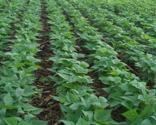 黑豆種植方法有哪些？什么時候播種比較合適？