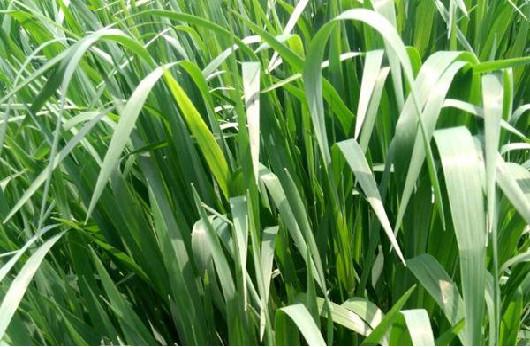 庭院草坪|院子里的天然草坪建植及養護方法