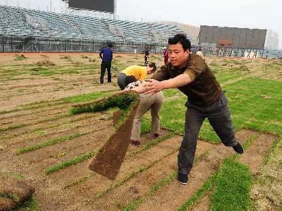 草坪播種方法以及養護管理方案 草坪播種方法以及養護管理方案