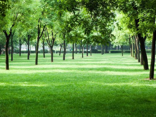 草坪的作用不僅僅是美化環境  還可以凈化空氣、過濾塵埃