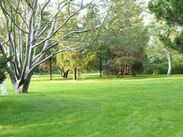 草坪種子常見的有哪些？該怎么樣育苗？