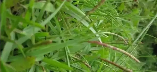 花園草坪的種植方法與養護管理經驗