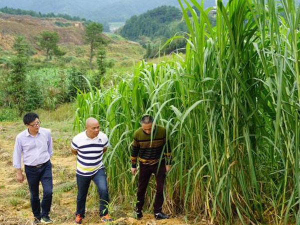 種植牧草需要注意的地方有很多，需要注意什么？