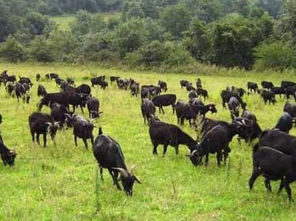 牧草養(yǎng)羊技術(shù)與收割利用有哪些 牧草養(yǎng)羊技術(shù)與收割利用有哪些