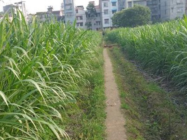 牧草養豬技術有什么需要注意的，牧草種植方法有哪些？