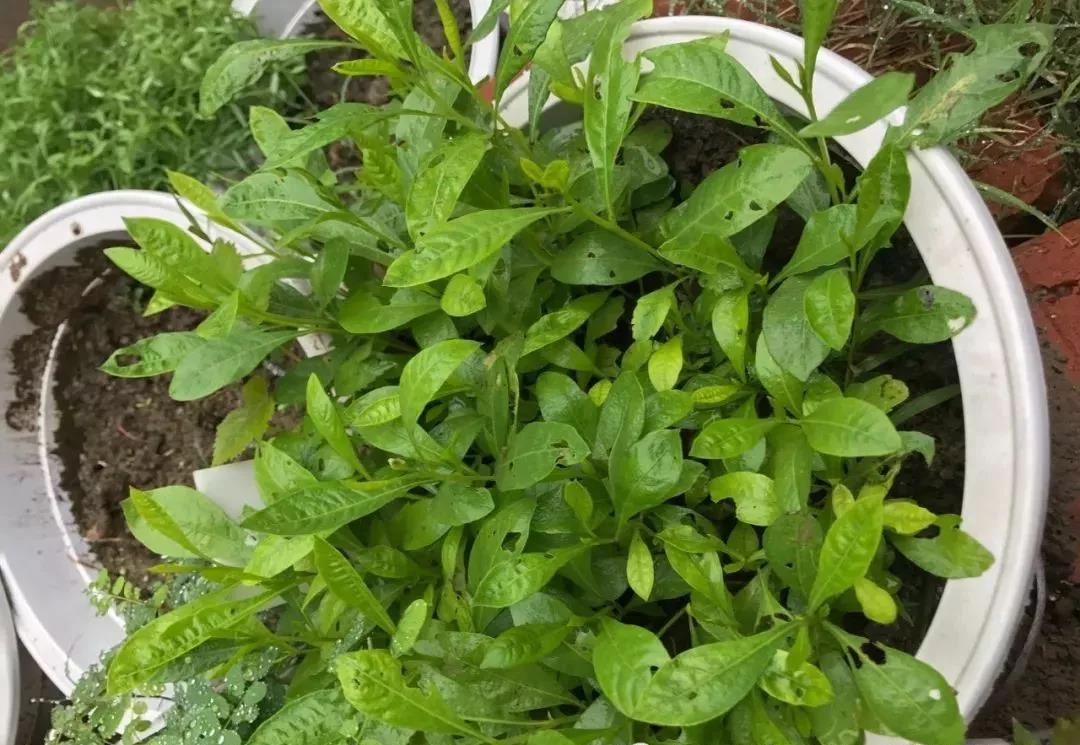 灌木種子—車桑子介紹以及播種方法