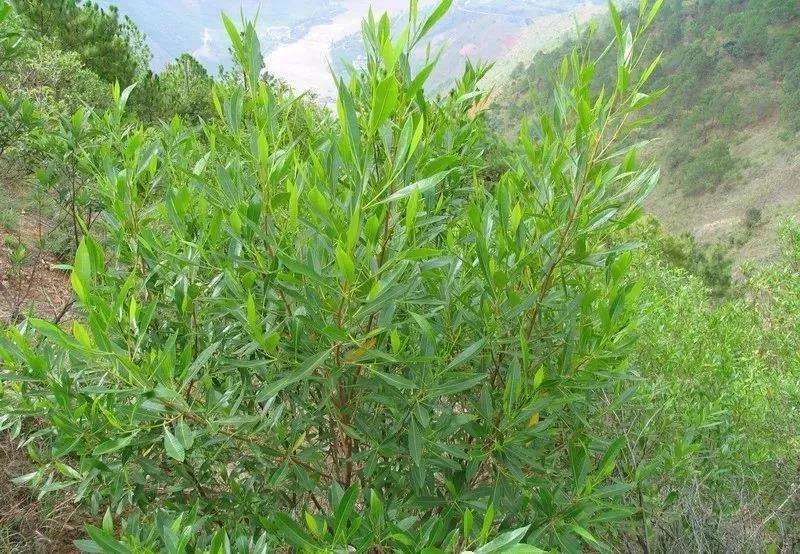 灌木種子—車桑子介紹以及播種方法