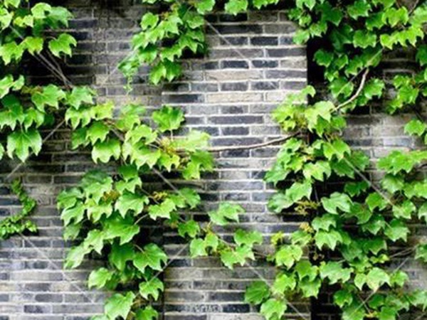 「爬山虎」的種植方法，有什么種植要求？