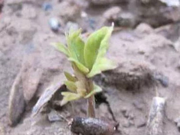 爬山虎的繁殖方法，存活率怎么樣？