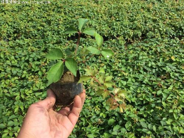 種植爬山虎優勢？你可能不知道它還有這五個好處！