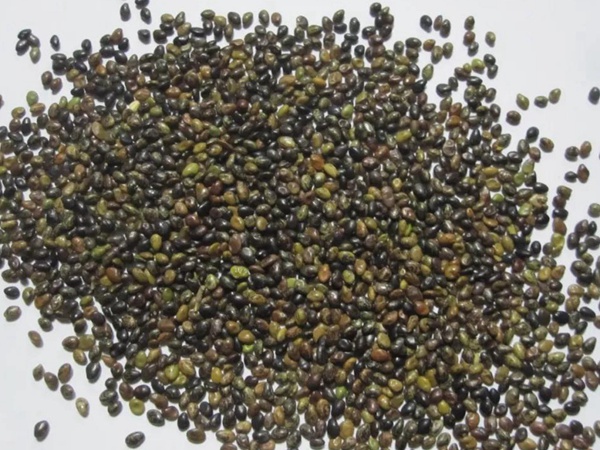 耐寒性較好—二色胡枝子栽培技術要點