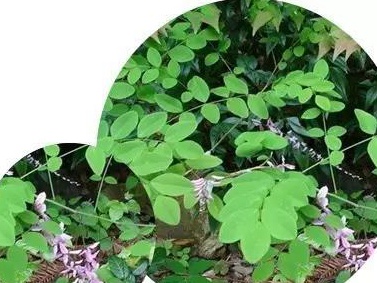 護坡灌木——多花木蘭栽培要點