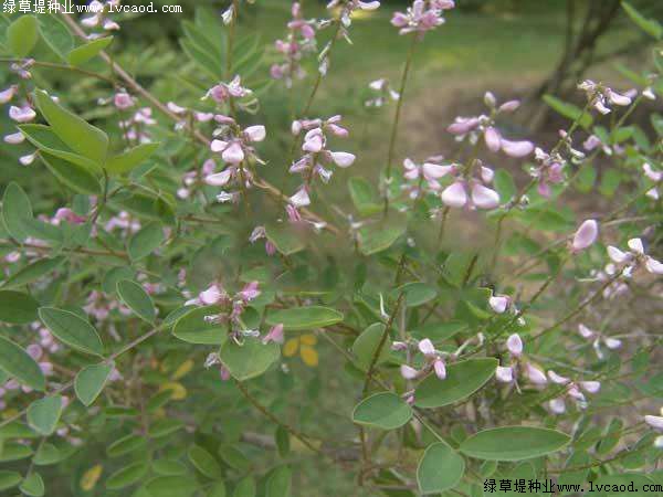 護坡灌木——多花木蘭栽培要點