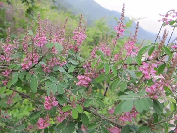 多花木蘭--常用護坡灌木種子栽培技術 多花木蘭--常用護坡灌木種子栽培技術
