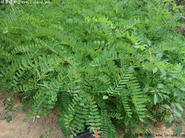 紫穗槐形態特征以及生長環境