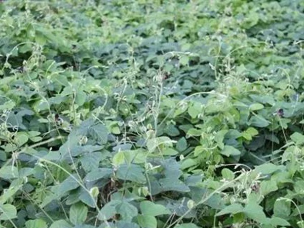 豆科植物——大翼豆栽培管理以及價值與利用