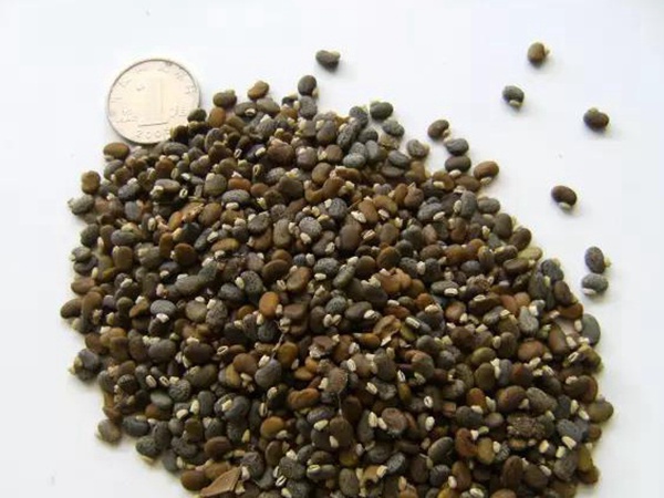 山毛豆繁殖方法以及習(xí)性特點(diǎn)